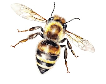 Aquarela Bumble Bee Clipart, clipart de abelha de jardim de primavera Gráficos PNG download instantâneo para uso comercial
