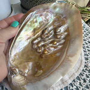 Abalone Shell #2 - Cleansing/Altar
