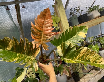 HUGE Caramel Marble Philodendron!!! Updated!