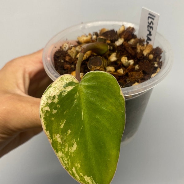 Philodendron Ilsemanii- Exact Plant - New Growth!