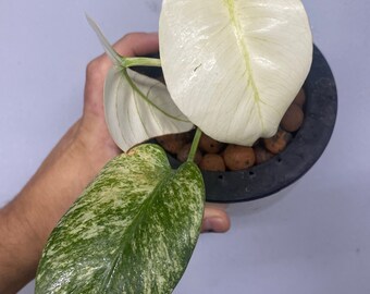 Monstera Mint NOID - Exact Plant