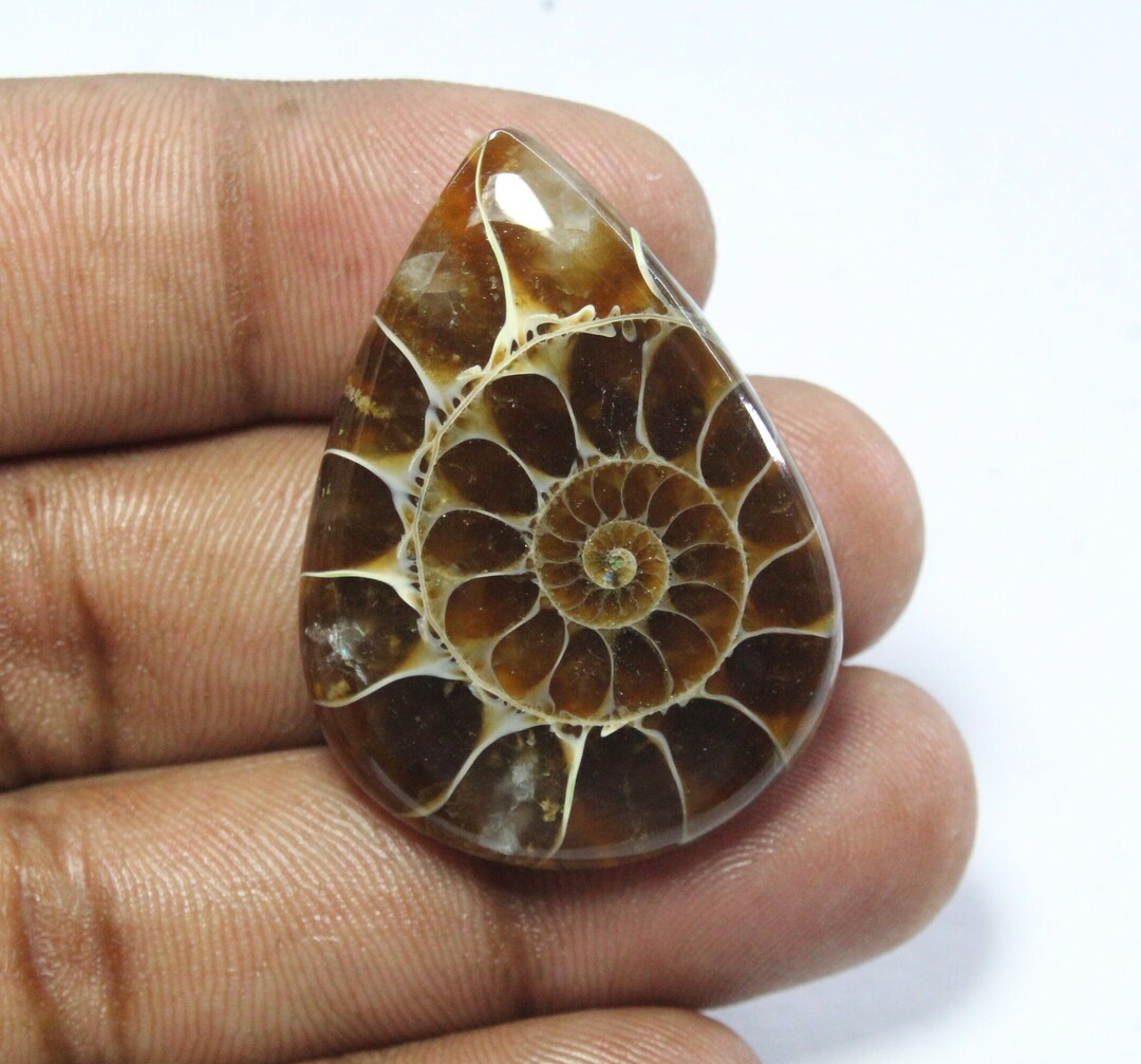 Natural Ammonite Fossil Cabochon Polished Ammonite Fossil Gemstone