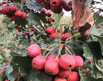 Red Chinese Candy Fruit Hawthorn Tree Thick 5 Years Old Grafted Shipping Immediately From NY