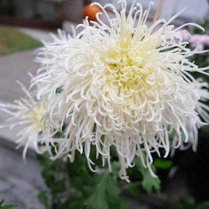 Award Winning Rare Long White Spider Chrysanthemum 1.5&quot; Starter live Plant Shipping From NY Garden