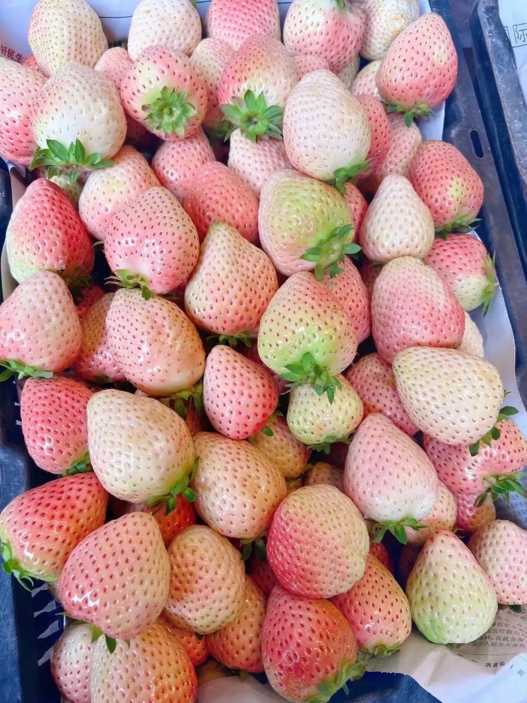 Snow White 白雪姫のイチゴjapanese White Strawberry Plant，large