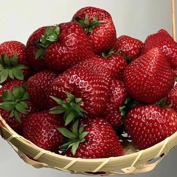 New Offer: High Demand Japanese Black Pearl Strawberry 黑珍珠草莓