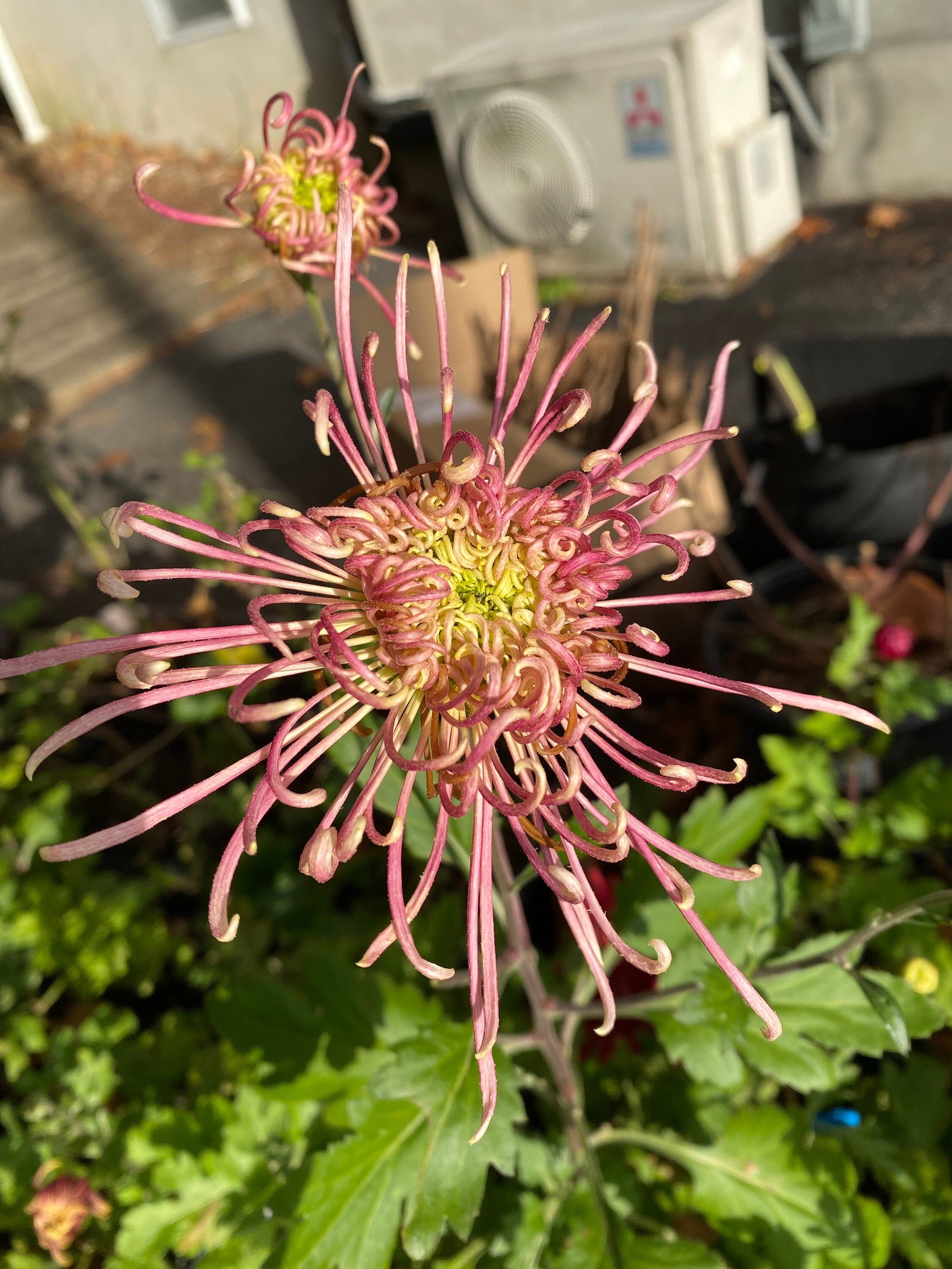 Peachy Spring，beautiful Multi Color Spider Chrysanthemum 1.5