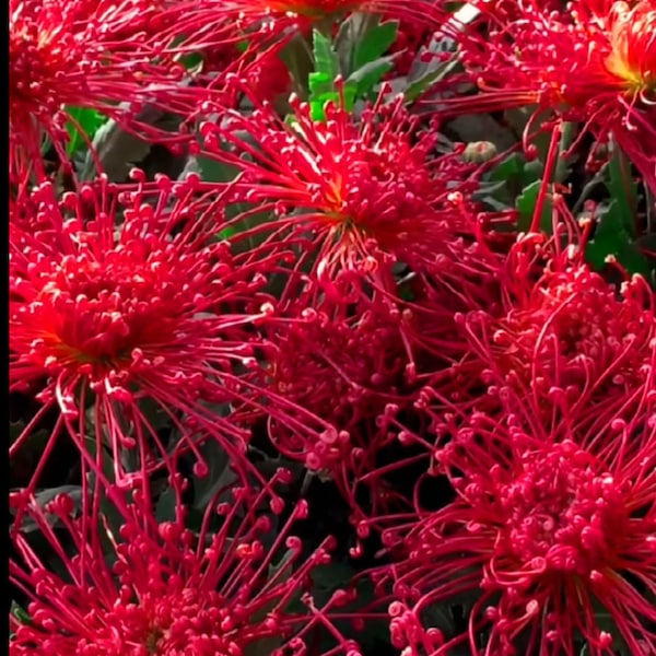 Red String Fireworks Spider Chrysanthemum Hard to Find Mum 4"live Plant PreOrder Ships in May 2024