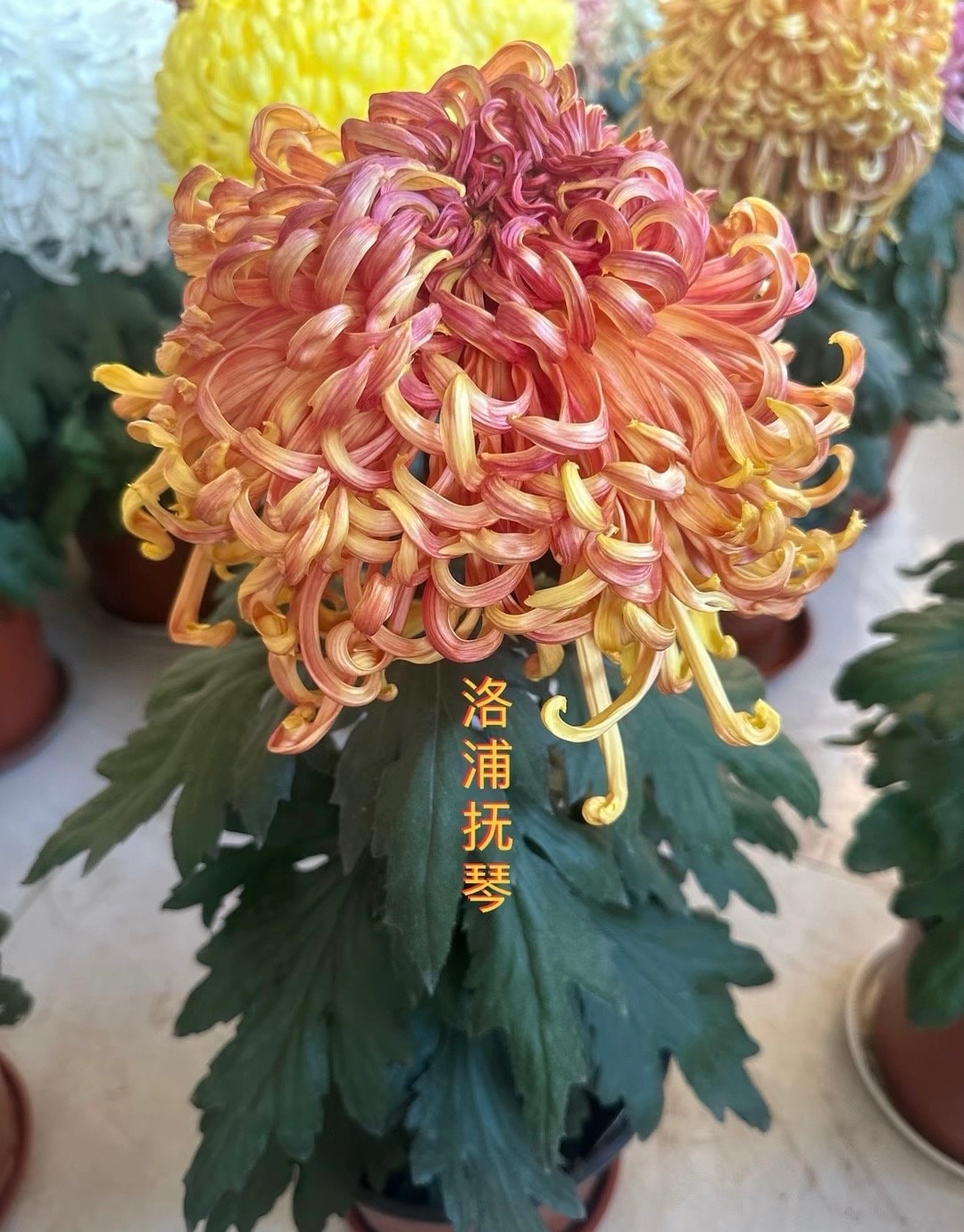 Luopu Musical， Rare Chinese Chrysanthemum 2