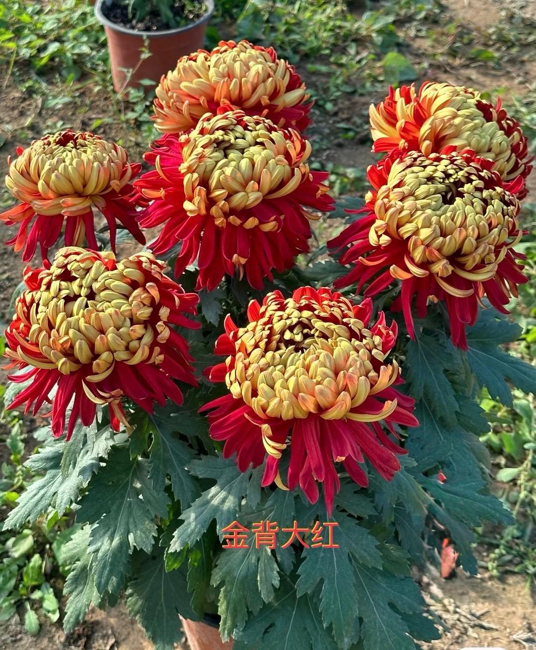 il_fullxfull.7253346387_ei9w.jpg