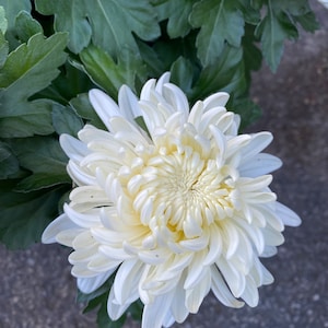 Limited Sale: So Pure White Perennial Heirloom Football Chrysanthemum 4" pot live Plant  Ships Immediately