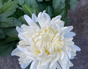 Limited Sale: So Pure White Perennial Heirloom Football Chrysanthemum 4" pot live Plant  Ships Immediately