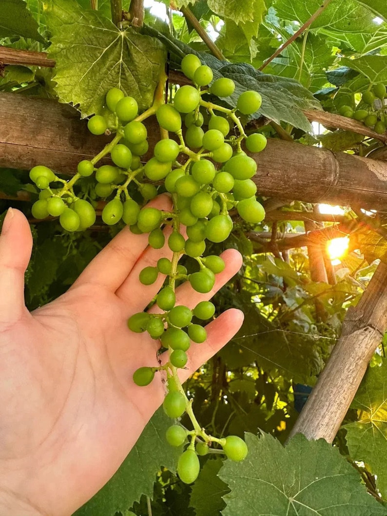 Authentic Japanese Sunshine Muscat Grape Fruit阳光玫瑰 シャインマスカット, 2 Years ...