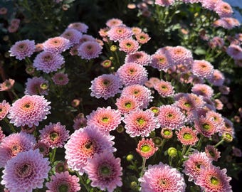 Beautiful Pink cutie Chrysanthemum, Winter Hardy Mum, 2" Live Starter Plant, Ships from NY Garden
