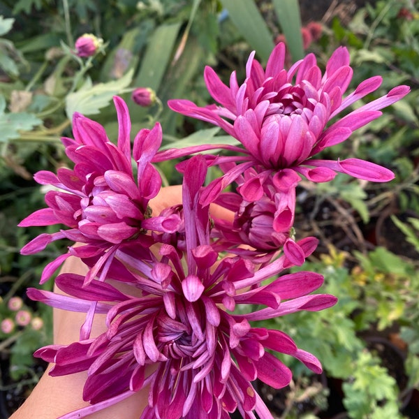 Hardy Purple climbing Chrysanthemum 4" pot live Plant PreOrder Ships in Mid June
