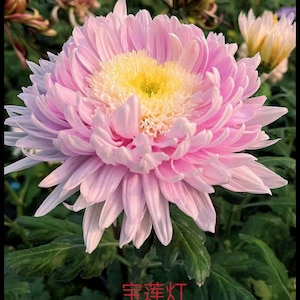 Lotus Lantern，Soft Pink Chrysanthemum 1.5&quot; Starter live Plant，Shipping From NY Garden