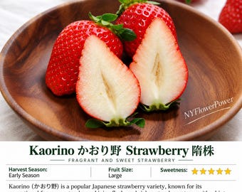 Puede incluir: Un cuenco de madera con fresas rojas enteras y cortadas por la mitad con tallos verdes. El texto NYFlowerPower aparece dos veces. Debajo del cuenco, el texto dice Kaorino かおり野 Strawberry 隋株, Fragrant and Sweet Strawberry, Harvest Season: Early Season, Fruit Size: Large, Sweetness: cinco estrellas, y una descripción de la variedad de fresa Kaorino.