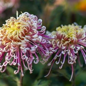 Peachy Spring，beautiful Multi Color Spider Chrysanthemum 1.5