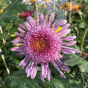 Pink Teddy，Early Bloomer Soft Pink Chrysanthemum 1.5&quot; Starter live Plant，Shipping From NY Garden