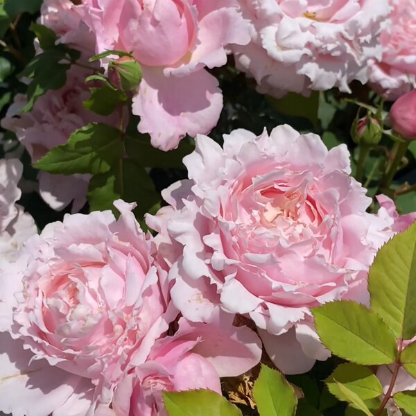 So fragrant,  Strong disease resistant Sophie Rochas 索菲罗莎，Hybrid Tea Rose，Own Root Live Plant, Shipping Immediately From NY