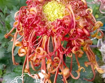 YanFeng Thousand Miles Chrysanthemum, Precious Showy Mum, 2" Live Starter Plant, US Seller, Ships from NY Garden