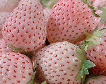 Puede incluir: Primer plano de varias fresas blancas y rosas. Las fresas tienen un tono rosa pálido con semillas rojas y hojas verdes. La imagen está bien iluminada, mostrando la textura y los detalles de la fruta.