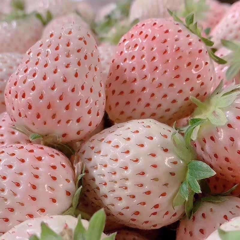 Special Offer: Snow White 白雪姫のイチゴJapanese White Strawberry，Large Fruit variety Live Starter Plant