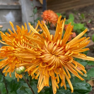 Beautiful Heirloom Spider Chrysanthemum hardy Football mum, 1.5&quot;Plug Size live Plant without Flowers,  Shipping From NY Garden