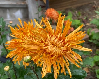 Beautiful Heirloom Spider Chrysanthemum hardy Football mum, 1.5&quot;Plug Size live Plant without Flowers,  Shipping From NY Garden