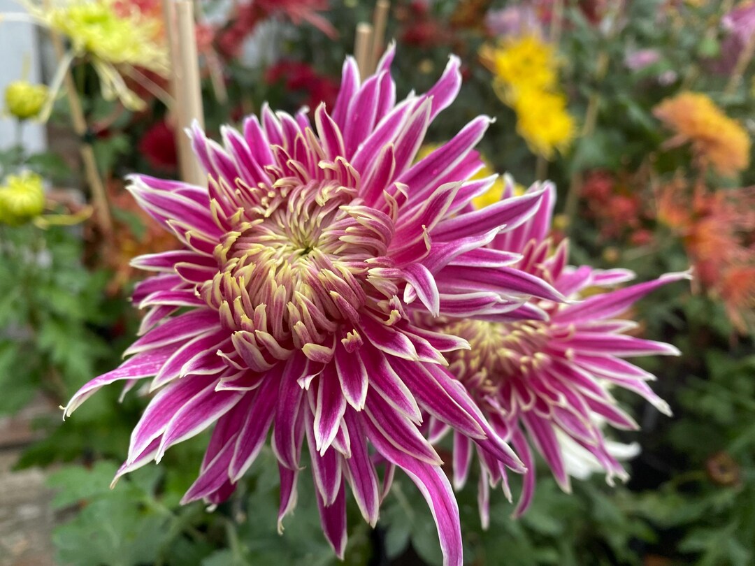 Heavenly Splendor, Stunning Pink Chrysanthemum 1.5