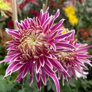 Heavenly Splendor,  Stunning Pink Chrysanthemum 1.5&quot; Starter live Plant Shipping From NY Garden
