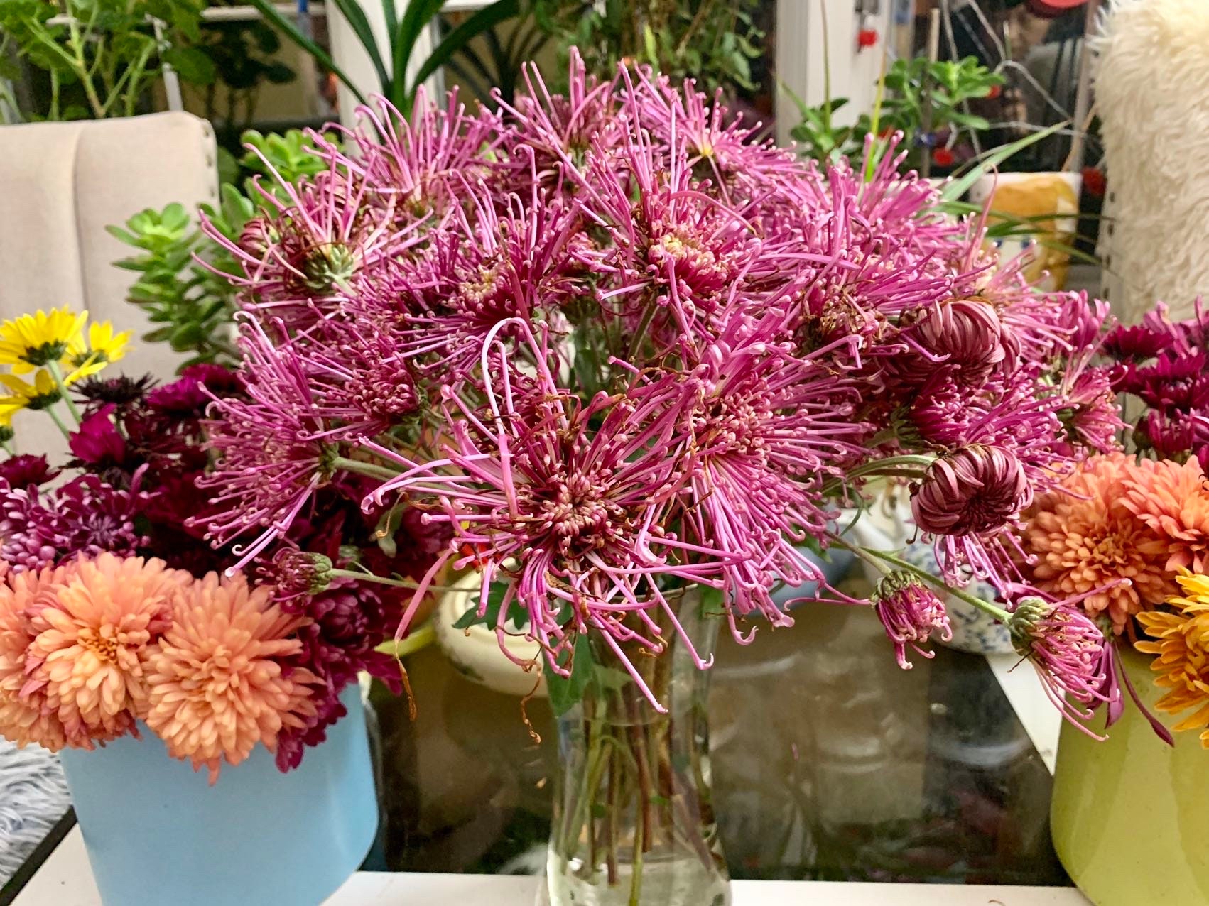 Sunlight Rays, Exhibition Rare Long Spider Chrysanthemum 1.5