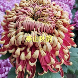 May include: A rustic wooden sign with the text "Welcome to our home" in white lettering. The sign features a distressed finish and a simple, inviting design, perfect for a front porch or entryway.