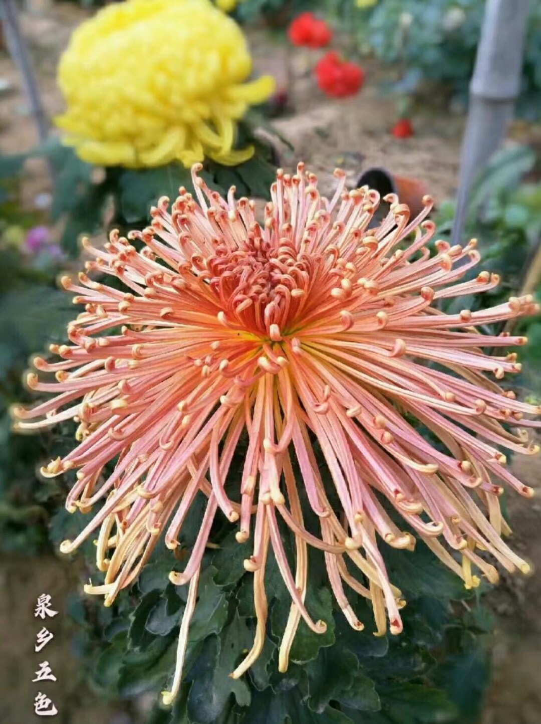 Spring Valley Wuse, Large Spider Chrysanthemum Mum 1.5