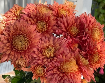 Coral Cavalier Perennial Heirloom Chrysanthemum hardy mum 4" pot live Plant PreOrder Ships in May 2024