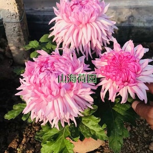 Lotus Garden，Best Performer Pink Hardy flower Chrysanthemum 1.5" Starter live Plant，Shipping From NY Garden