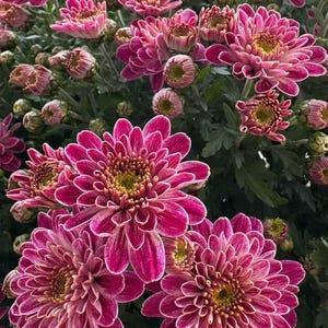 Puede incluir: Primer plano de vibrantes flores de crisantemo rosa en plena floración. Los pétalos tienen un contorno blanco y el centro es de color amarillo verdoso. La imagen muestra varias flores abiertas y capullos, rodeados de follaje verde.