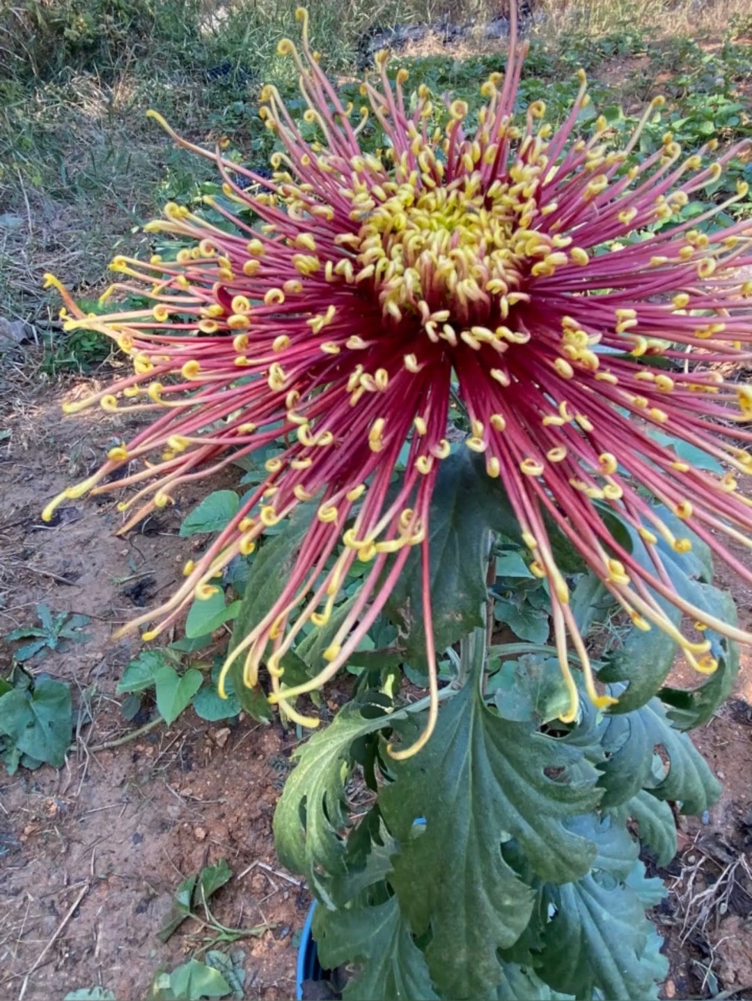 Extremely Rare Firegolden Hooks Spider Chrysanthemum 4 Pot Live Plant