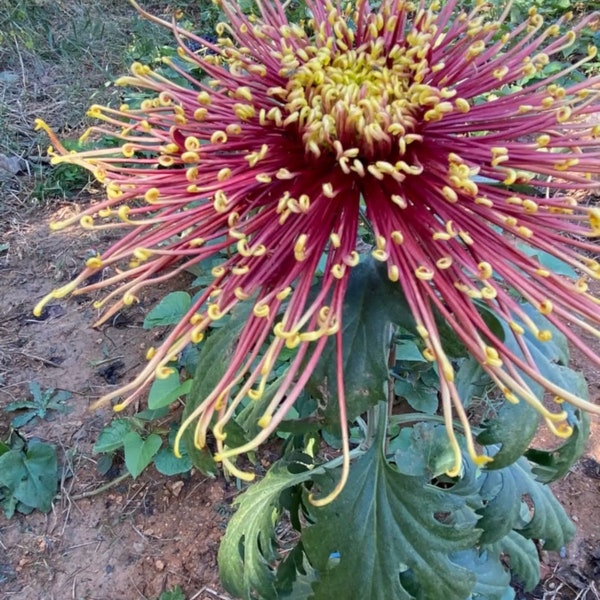 Extremely Rare Fire-Golden Hooks Spider Chrysanthemum 4" pot live Plant PreOrder Ships in Mid June