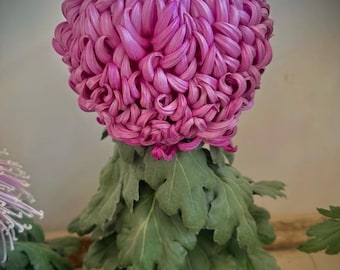 New: GuoHua Flag, Large Ball Japanese Chrysanthemum 1.5" Starter live Plant, Shipping From NY Garden~Pre order shipping May 30