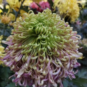 ShanHai Past and Present，Original Chrysanthemum 1.5&quot; Starter live Plant, Shipping Immediately From NY Garden