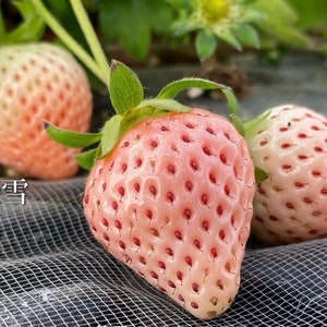 Blush Pink Awayuki Juicy Sweet Japanese淡雪草莓 あわゆきいちご Strawberry，Early-maturing variety Live Starter Plant