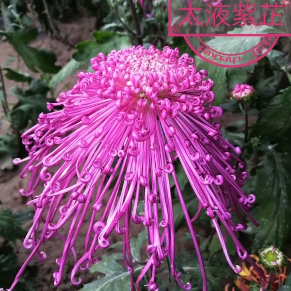 TaiYe Purple Hooks Rare Long Spider Chrysanthemum 4" pot live Plant PreOrder Ships in Mid June