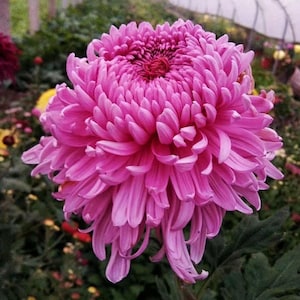 Heavenly Peach, Romantic Pink  Chrysanthemum 1.5&quot; Small live Plant Shipping From NY Garden