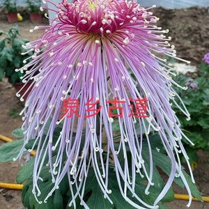 May include: A rustic wooden sign with the text "Welcome to our home" in a handwritten style. The sign features a distressed finish and a simple, inviting design, perfect for a front porch or entryway.