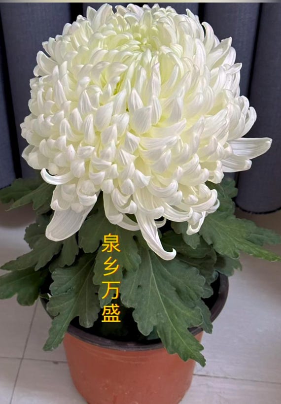 Nesatuwa White Flowers and Berries Mouse Pad with Wireless Charging 15W Fast Wireless Chargering Non-Slip Keyboard Pad 14 Light Modes Gaming Mouse Pad Nesatuwa Purple White Flower Mouse Pad with Wireless Charging 15W