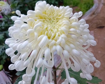 Qiong Ying Sweet Snow Stunning Beautiful Chrysanthemum 4" pot live Plant PreOrder Ships in May 2024