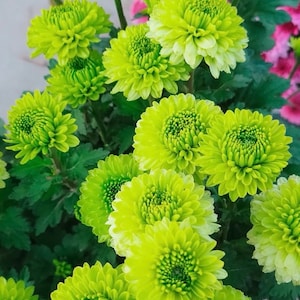 Lovely Green Mum Pompon Ball Hardy Chrysanthemum 1.5&quot; Starter live Plant, Ship From NY
