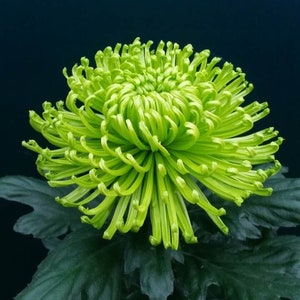 Rare Green Jade Hardy Spider Chrysanthemum 4" pot live Plant PreOrder Ships in May 2024