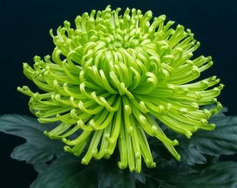 Rare Green Jade Hardy Spider Chrysanthemum 4" pot live Plant PreOrder Ships in May 2024
